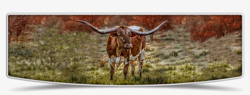 Lutt Longhorns Home Banner Image - Lutt Longhorns, transparent png download