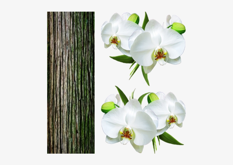 Orquidea Branca Png - Orquídeas Png, transparent png download
