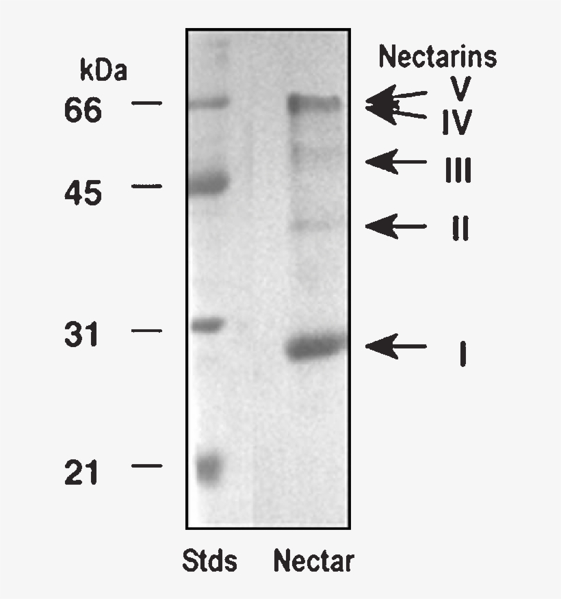 Sds Page Profile Of Nectar Proteins From Ornamental - Bomber, transparent png download