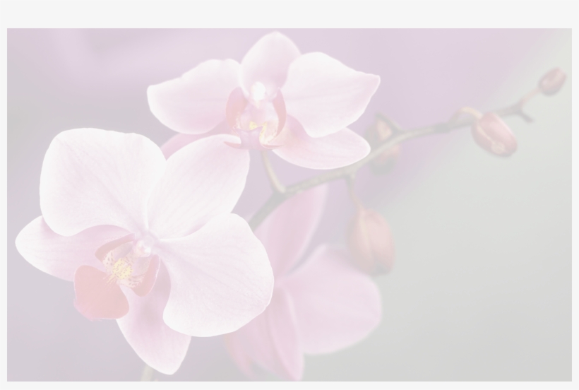 Background-orquideas - Moth Orchid, transparent png download