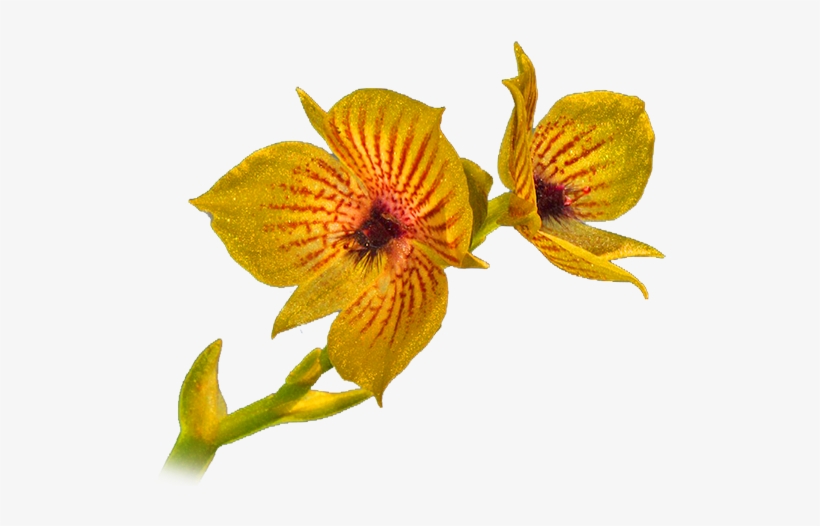 Flower2 - Orquideas Silvestres Png, transparent png download