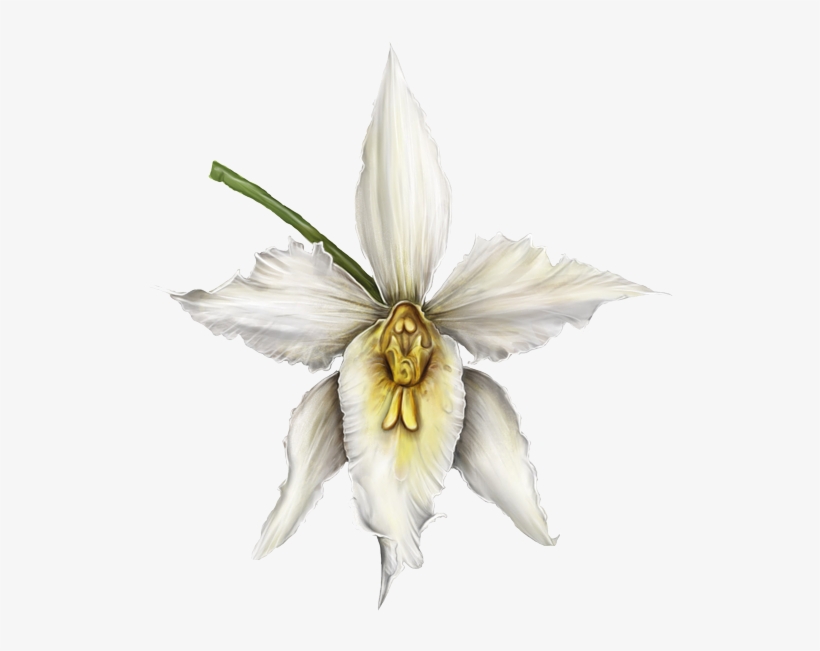 Orquídea - Orquidea Blanca Png, transparent png download