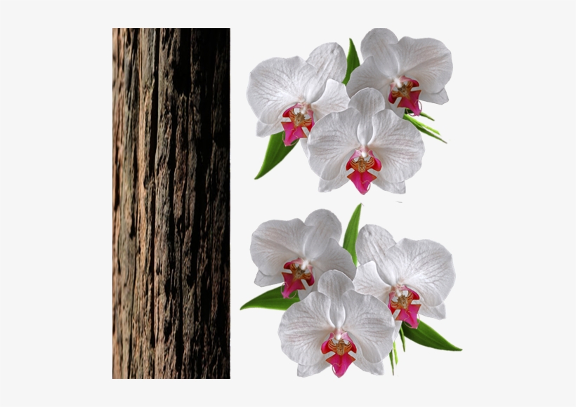 Orquidea3 6 Zpsb7f2knp5 - Fundo Png Orquidea, transparent png download