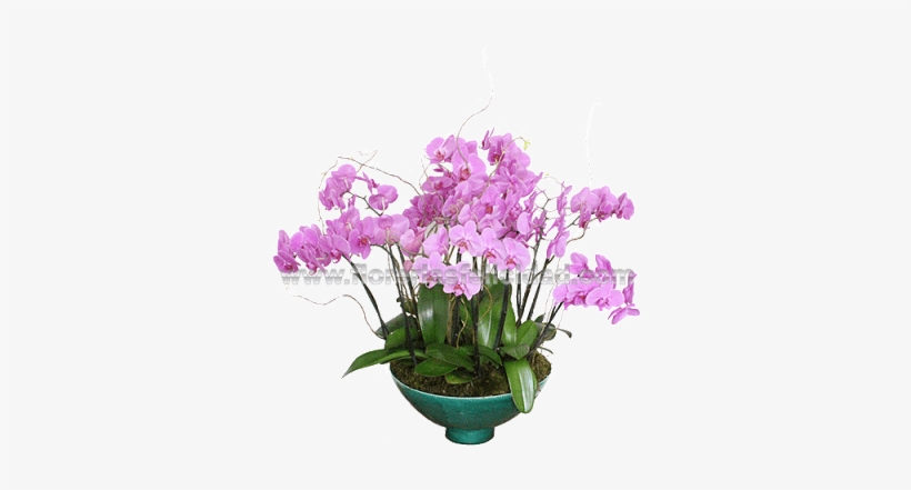 Enviar Flores A Domicilio Df, El Mismo Día - Mexico City, transparent png download