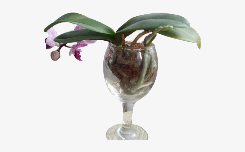 Orquídea Em Taça De Vinho - Orquídea Na Agua, transparent png download