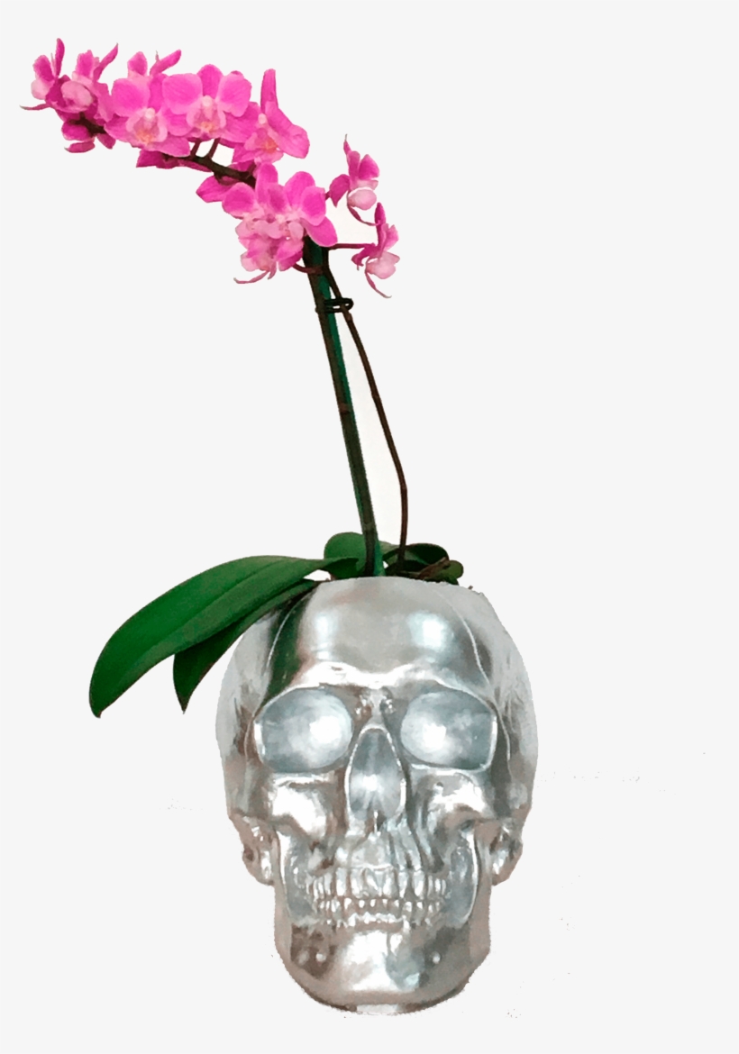 Mini Orquídeas Craneo Plateado - Drawing, transparent png download