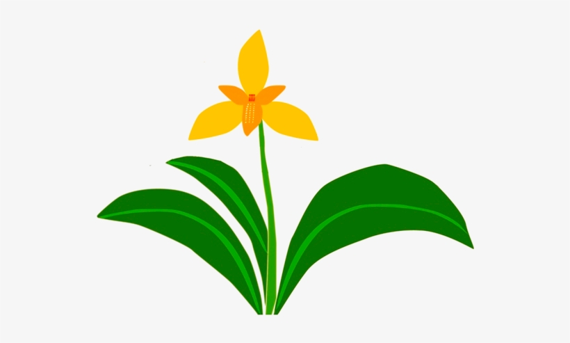 Cattleya, transparent png download