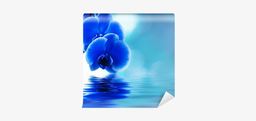 Orchid Beautiful Flowers, transparent png download