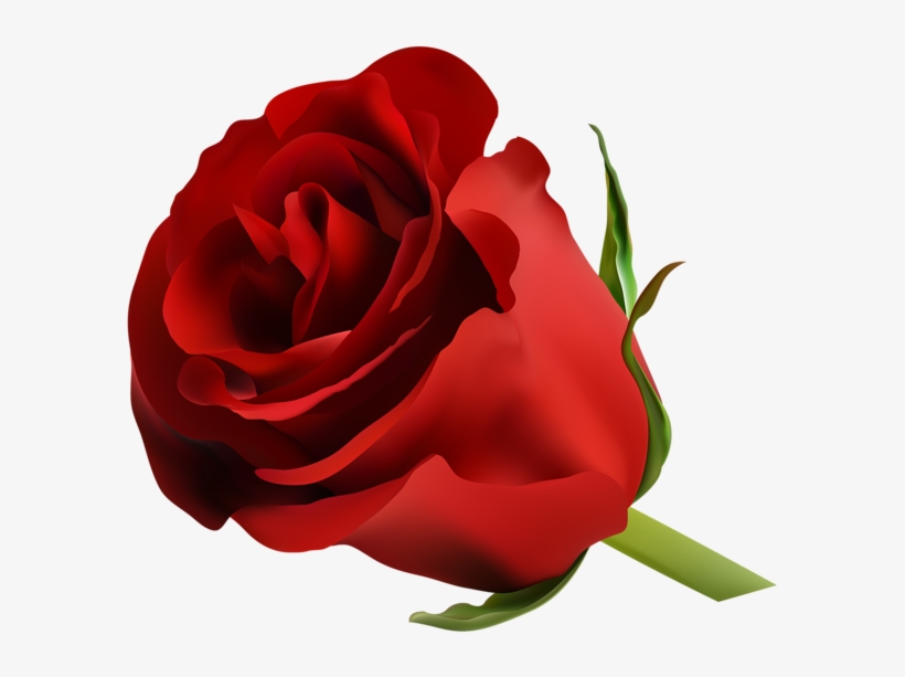 0, - Blue Rose, transparent png download