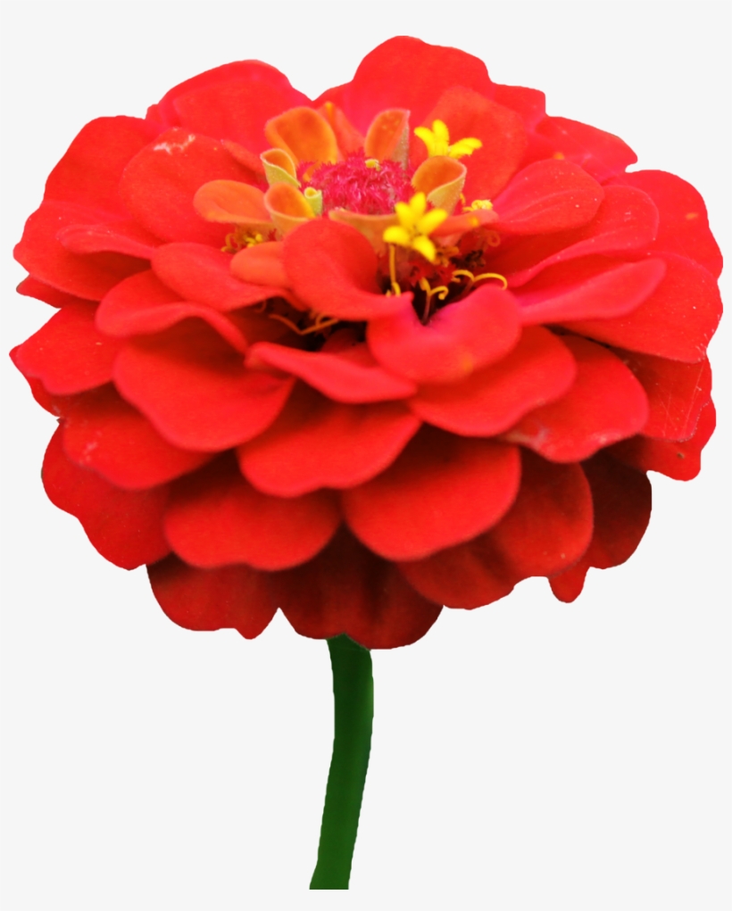Dahlia Png Image With Transparent Background - Red Zinnia Flower Png, transparent png download