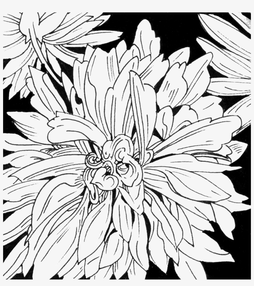 Dahlia - Chrysanths, transparent png download