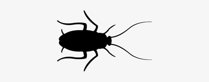 Periplaneta Americana - Cucaracha Blanco Y Negro, transparent png download