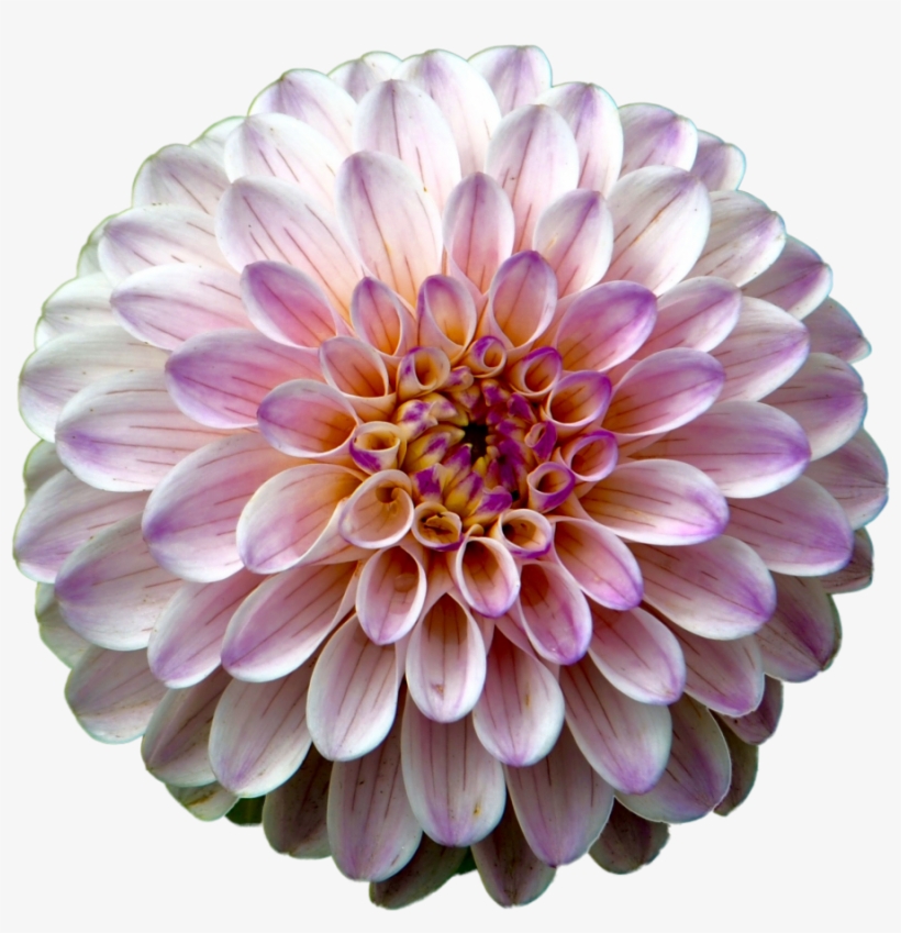 Pink Dahlia - Flower With Detail, transparent png download