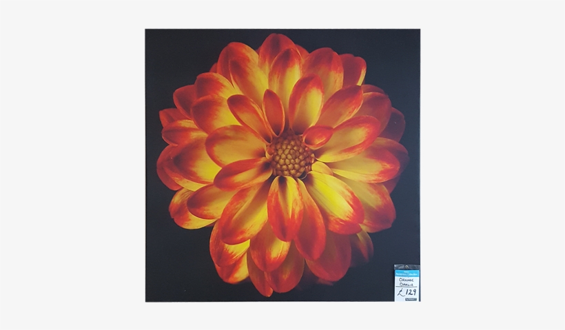 Orange Dahlia Orange Dahlia - Gallery Wrap, transparent png download