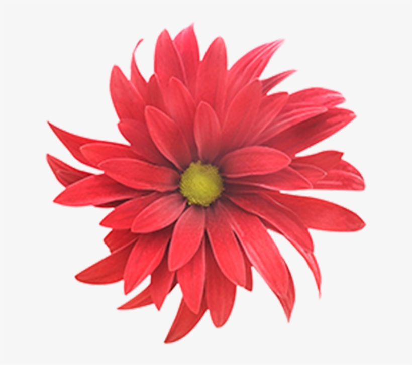 Click To Enlarge Image Red Daisy Brahma Red Daisy Brahma - Hawaii, transparent png download