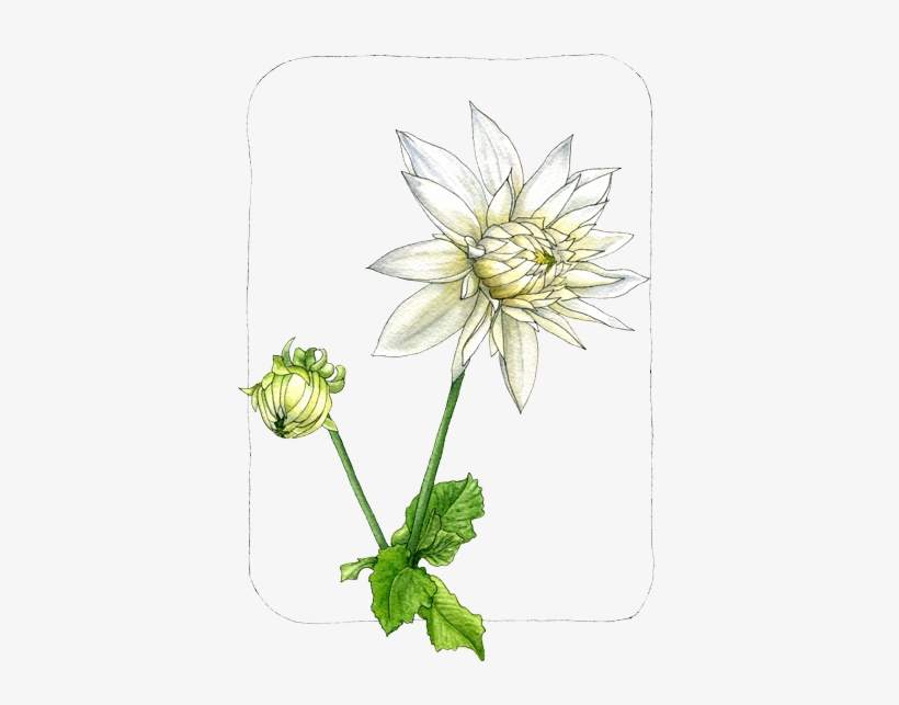 Dahlia, transparent png download