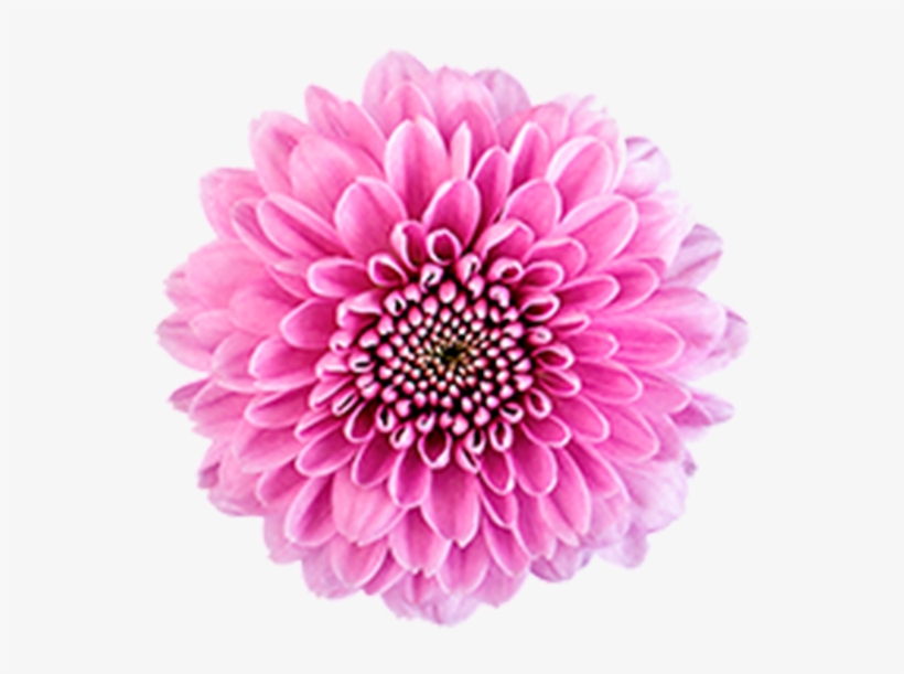 Click To Enlarge Image Pink Button Becky2 Pink Button - Dahlia, transparent png download