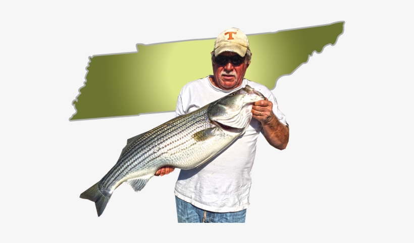 Tennessee Trophy Stripers - Fishing, transparent png download