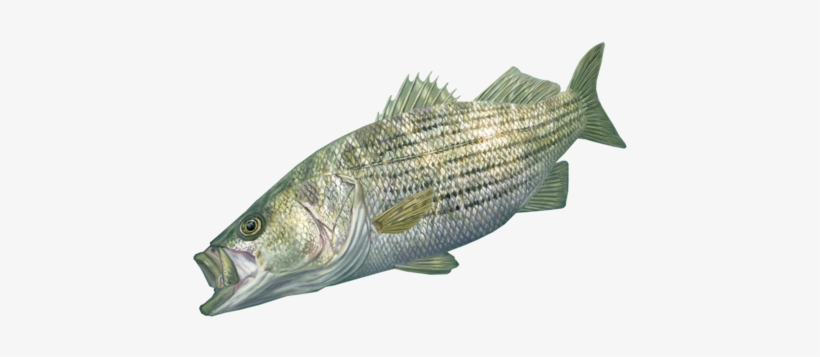 Free Free 182 Striped Bass Svg SVG PNG EPS DXF File