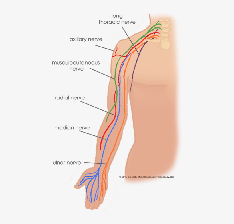 Parent Directory - Nerves Meaning In Urdu, transparent png download