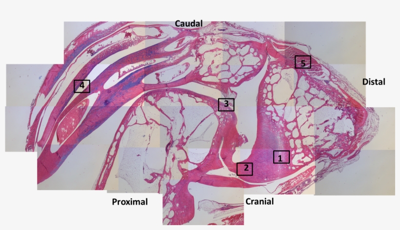 Patchwork Of Histology Slide Images, From A Guineafowl's - Visual Arts, transparent png download