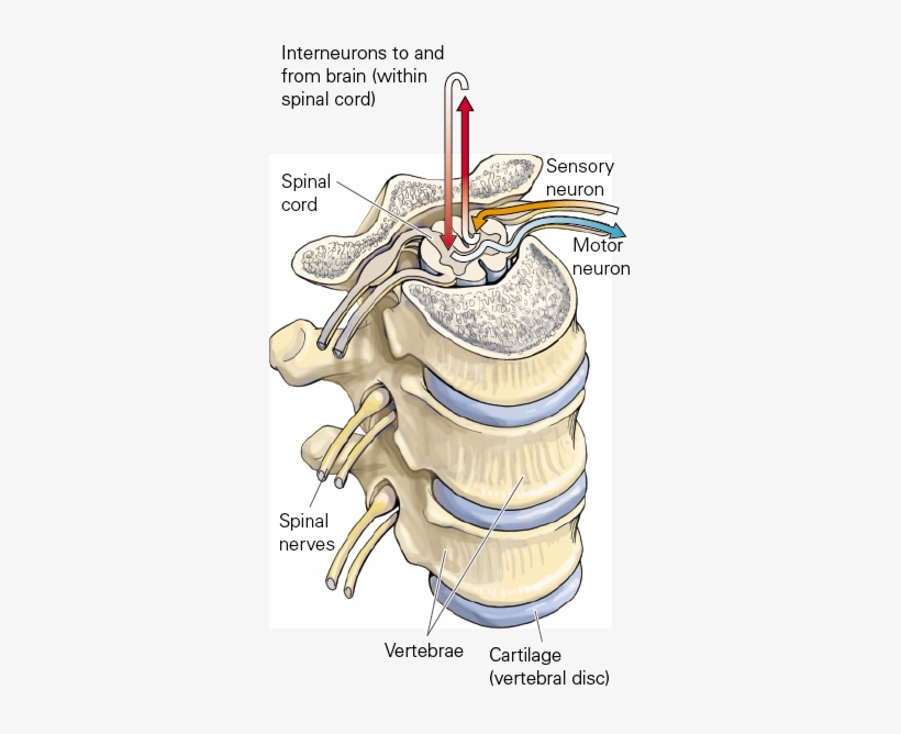 3 Spinal Nerves And Vertebrae - Illustration, transparent png download