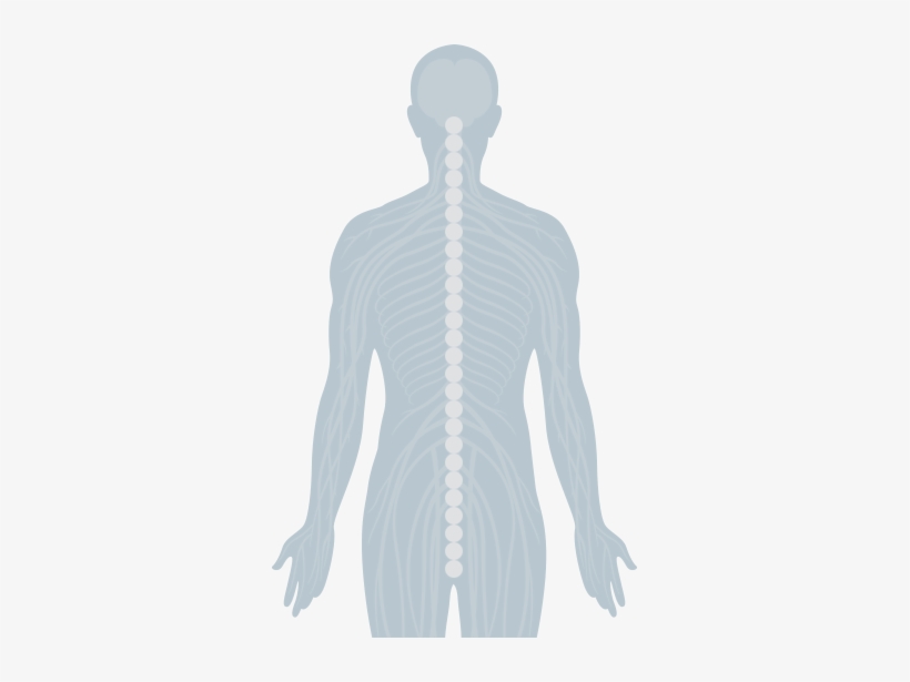 Human Spine And Central Nervous System - Vertebral Column, transparent png download