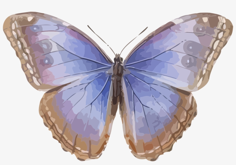 Butterfly With Blue Wings - Butterfly Greeting Card, transparent png download
