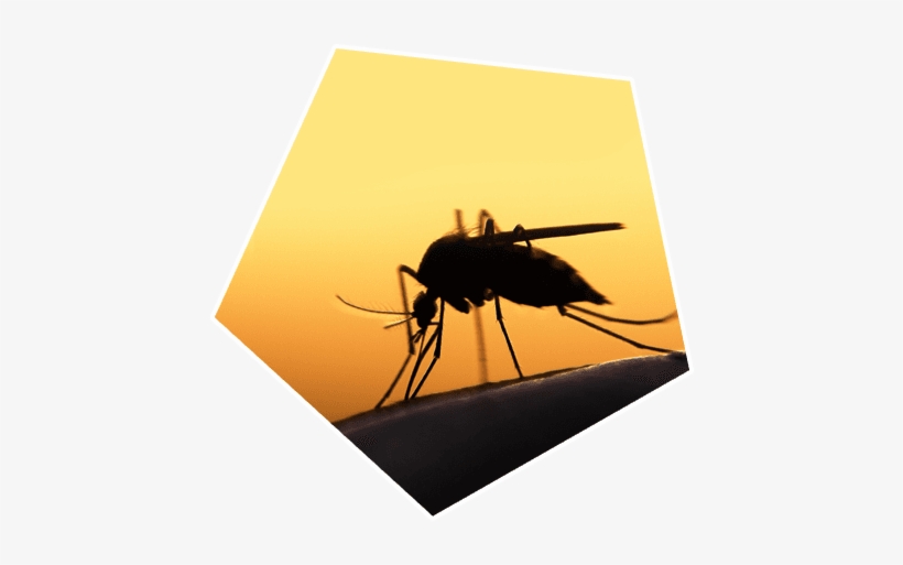 Mosquito Control - Skin And Arthropod Vectors [book], transparent png download
