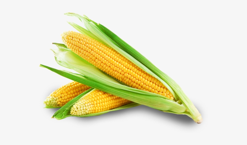 Maíz Png - Sweet Corn Banner Market Fresh Farmer Market Concession, transparent png download