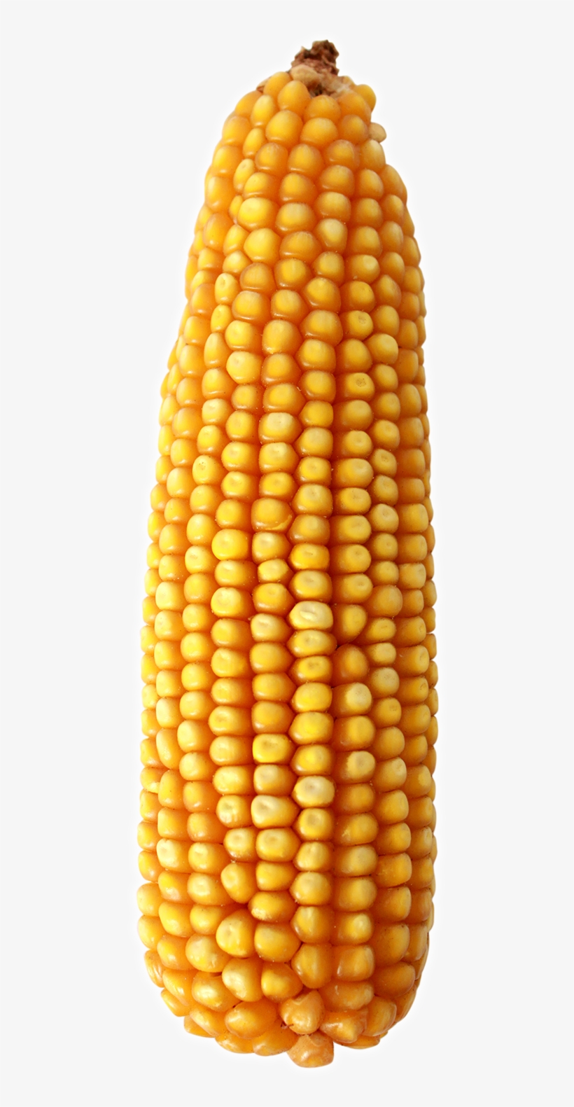 Maíz Amarillo - Maize, transparent png download