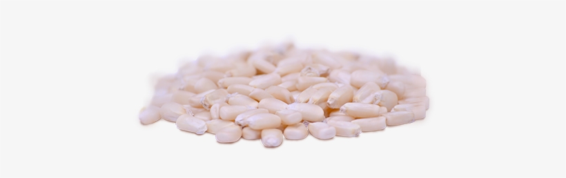 Maíz Blanco - Grano De Maiz Blanco, transparent png download