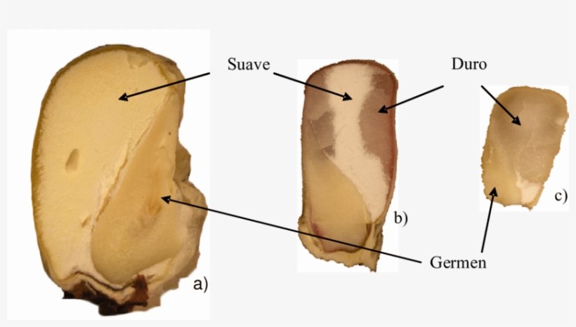 Imagen Del Grano De Maíz Cortado Longitudinalmente - Maize, transparent png download