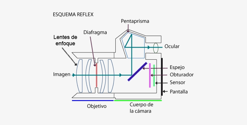 Explicado El Funcionamiento Un Poco Por Encima, Consiste - Partes De La Camara Reflex, transparent png download
