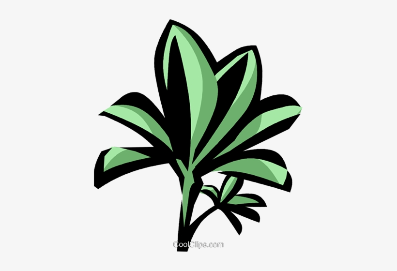 Mangrove Royalty Free Vector Clip Art Illustration - Mangrove, transparent png download