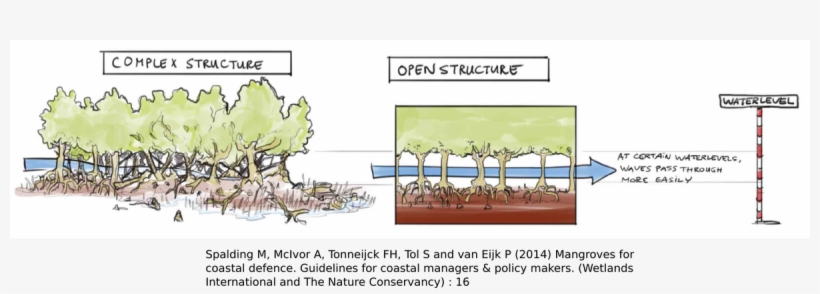 Bret Webb On Twitter - Mangroves And Coastal Protection, transparent png download