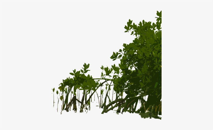 For Specific Information Please Contact Our Education - Sweet Gum, transparent png download