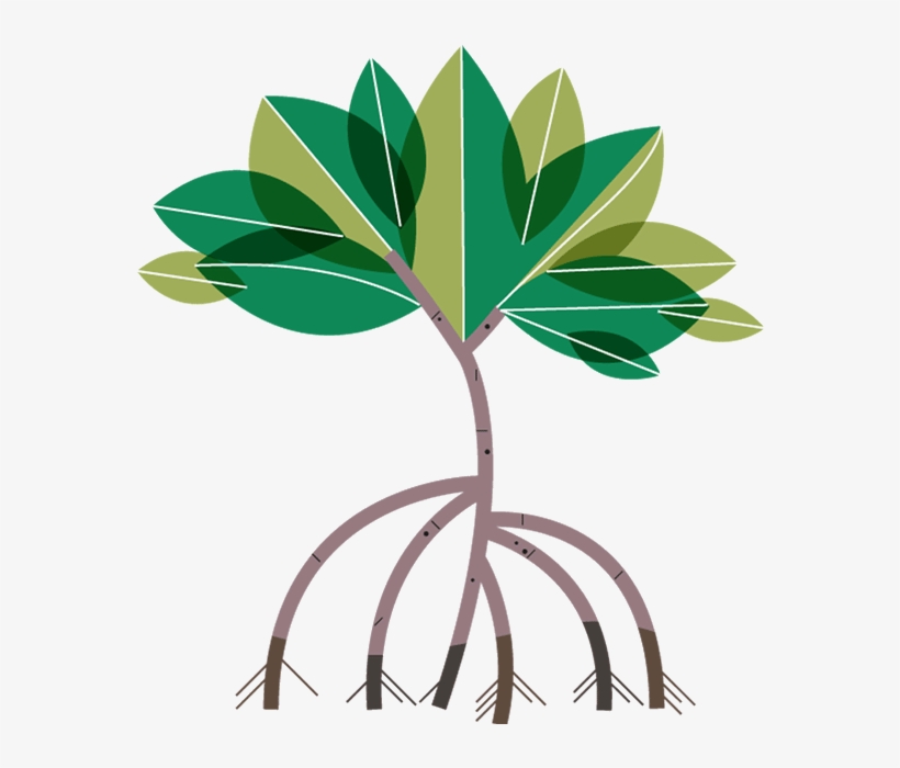 00 712654 Mangroves 3 25 Oct 2018 - Mangrove Tree Clipart, transparent png download