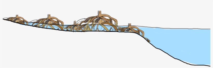 For More Information About Mangrove Loss Please Click - Mangrove Png, transparent png download