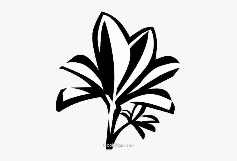 Mangrove Royalty Free Vector Clip Art Illustration - Mangrove, transparent png download