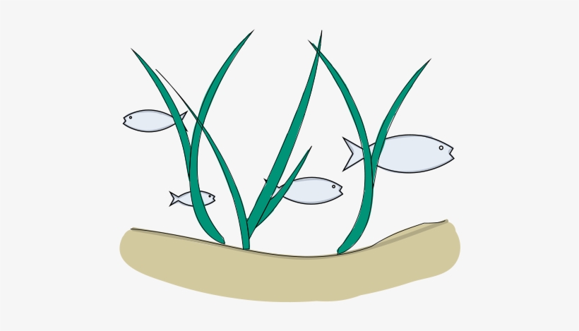 Many Of The World's Fish Catches Are Directly Or Indirectly - Icon, transparent png download