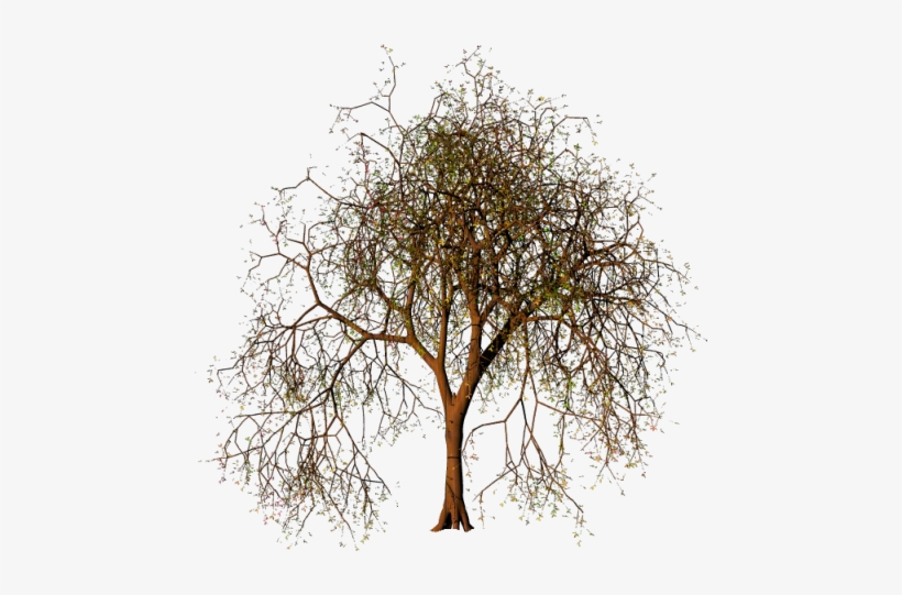 Coisinhas Etc E Tal - Oak, transparent png download