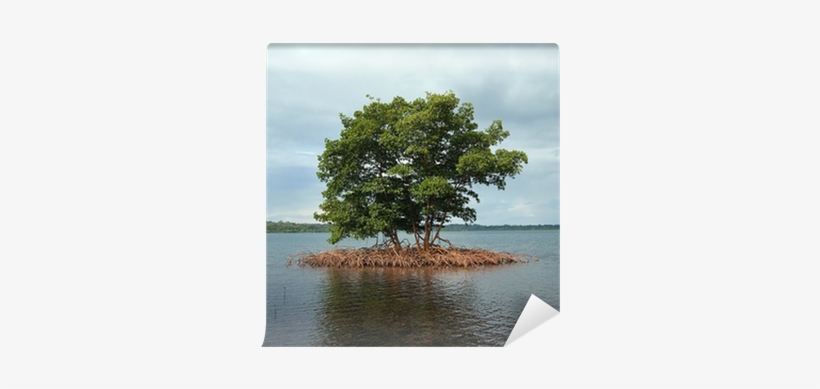 Mangrove Islet, transparent png download