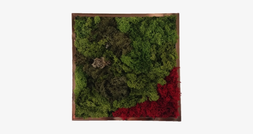 Tamaño - - Price, transparent png download