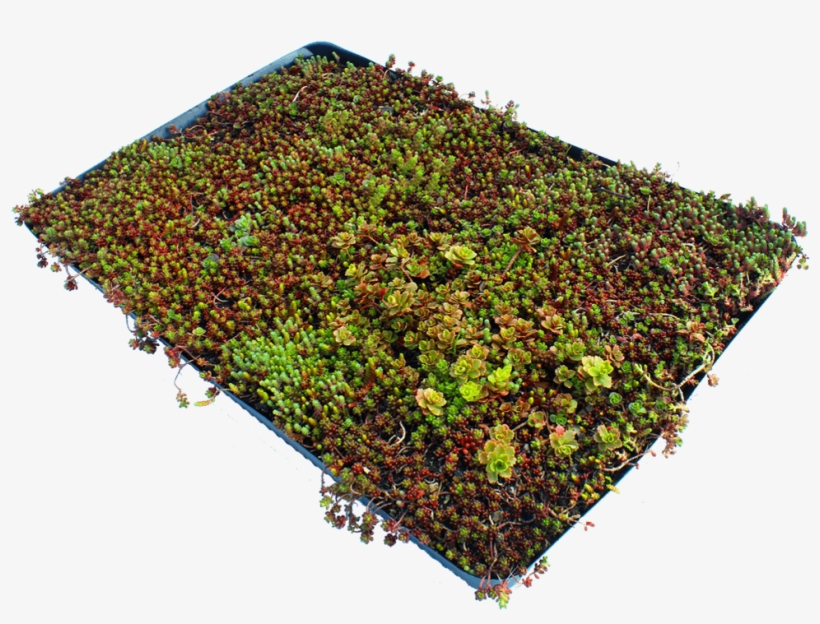 Sedum Small Clod - Garden, transparent png download