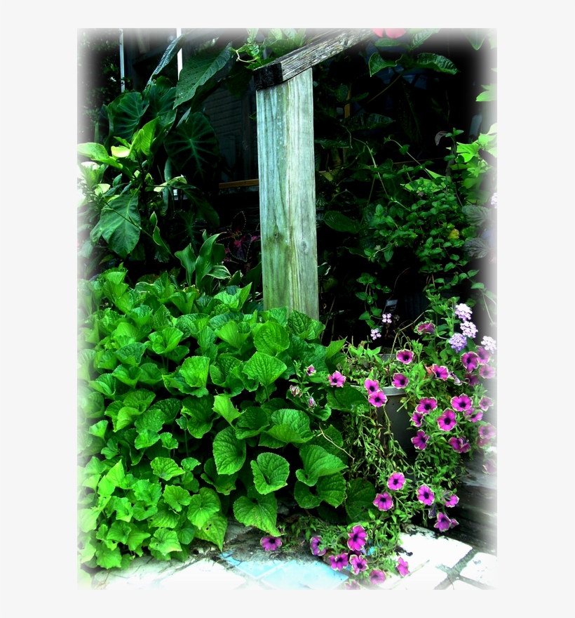 Wild Things Grow - Sweet Violet, transparent png download