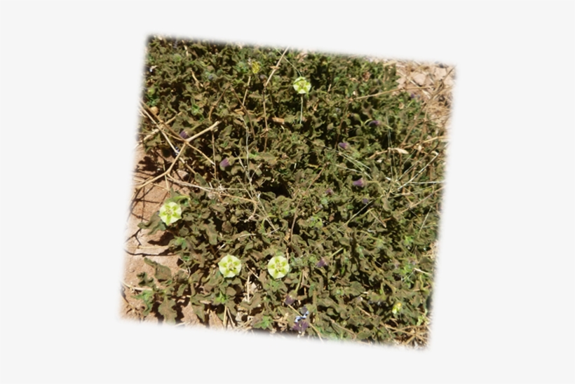 Hairy Five Eyes Often Found In More Disturbed Areas, - Liverwort, transparent png download