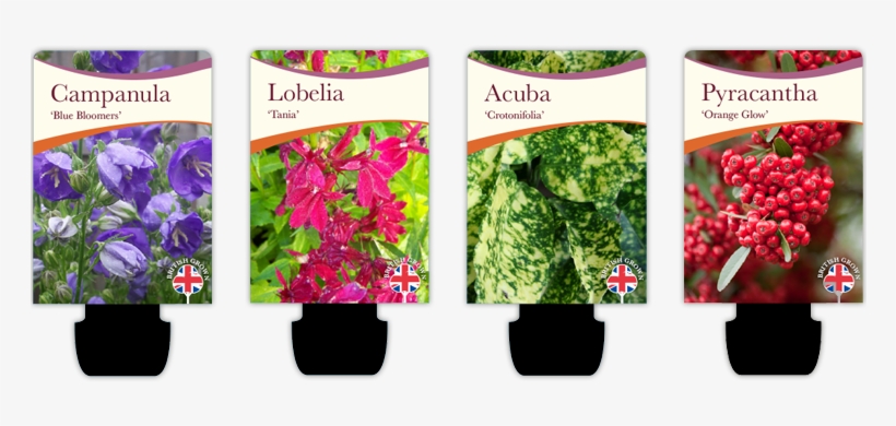 Plant Pot Labels - Foraging For Beginners Simple Guide To Foraging Edible, transparent png download