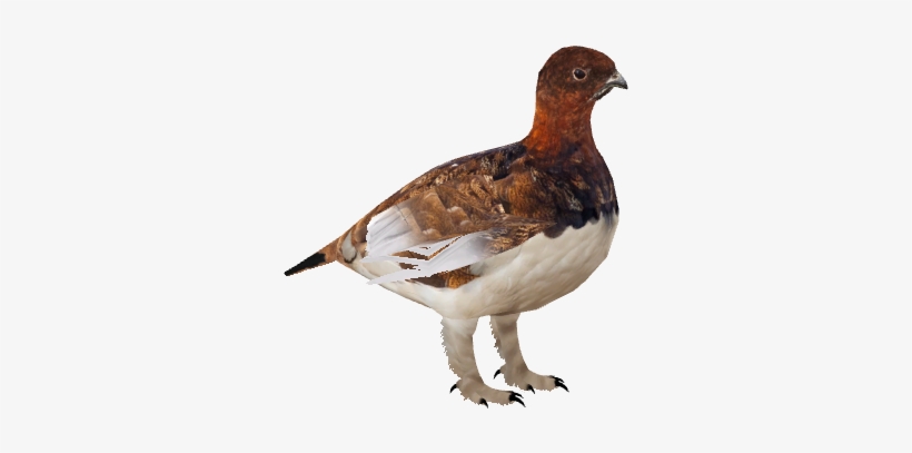Willowptarmigan - Willow Ptarmigan Png, transparent png download