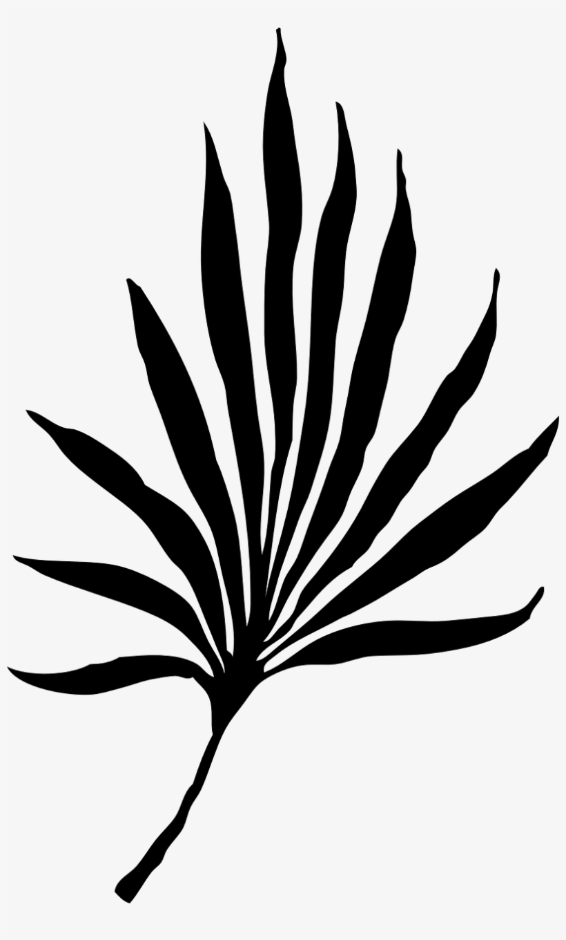 Palm Vector Graphics - Palm Frond Clip Art, transparent png download